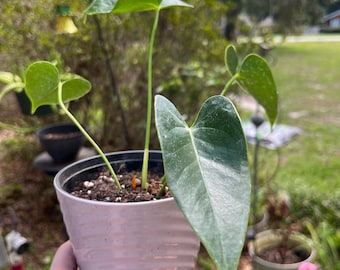 Coral Orange Flower Anthurium / Flamingo Flower / easy to grow / beginner /  variegated