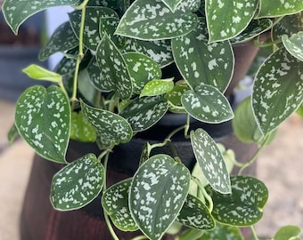 Satin Pothos Variegated Starter Plant NOT ROOTED (Scindapsus Pictus) - easy to grow / beginner plant / low maintenance
