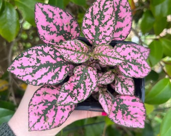 Variegated Polka Dot Starter Plant / Hypoestes / easy to grow / beginner plant