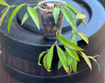 Hoya Wayetti Rooted Plant - Easy Grow, Low Maintenance