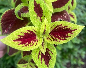 Cherry Lime Coleus Starter Plant / easy to grow / variegated / beginner plant / red/pink