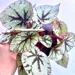 Rex Begonia “Silver Sparkles” Variegated Cutting - Silver and Green (rex-cultorum) Bright light Plant