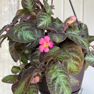 Variegated Flame Violet Plant Cuttings - Rare Red Flower Indoor Houseplant