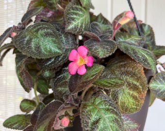 Variegated Flame Violet Plant Cuttings - Rare Pink Flower Indoor Houseplant