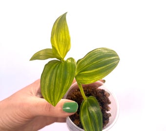 Green Zebra Wandering Dude - Plant (Tradescantia zebrina) Trailing Vine/Easy Care