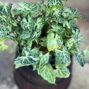 May include: A potted Caladium plant with heart-shaped leaves. The leaves are a vibrant green with a network of lighter green veins, creating a striking pattern. The plant is in a dark brown wooden barrel-shaped pot, adding a rustic touch.