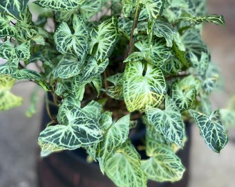 Rare Syngonium Batik Cutting -  Arrowhead Plant / easy to grow / low maintenance