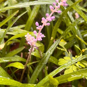 May include: A close-up of a purple flower with water droplets on the petals. The flower is surrounded by green grass.