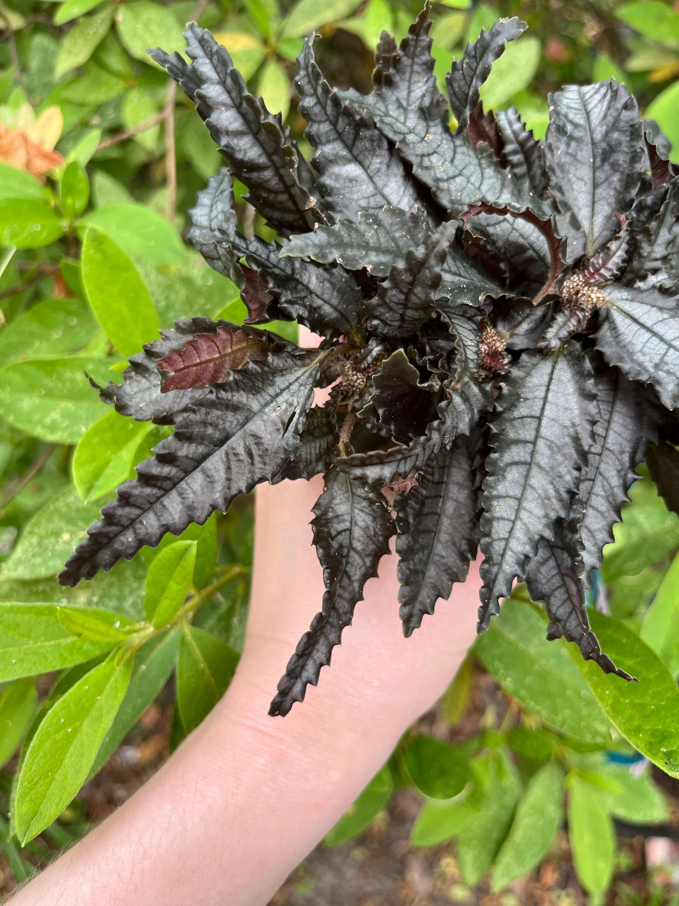 Dark Mystery Pilea Starter Plant- Easy to Grow / Beginner Plant