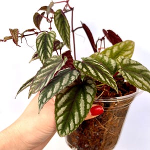 Trailing/Vining Strawberry Begonia Variegated Cutting - Purple/green Bright light Plant