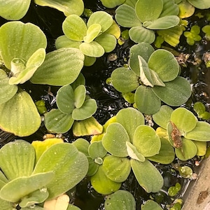 3 Baby Water Lettuce Floating Pond Plants - 3 Live Plants