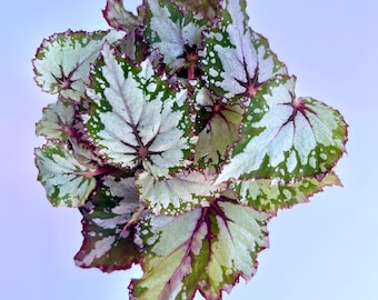 Rex Begonia “Christmas Time” Variegated Cuttings Silver/Green/Red  (rex-cultorum) Bright light Plant