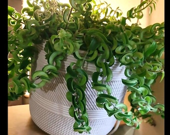 3 Twister Curly Lipstick Plant Cuttings - RARE Variety (Aeschynanthus radicans) Bright light / Easy to grow / trailing plant / hanging