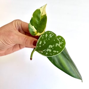 Starter Houseplant Cutting Bundle - Satin Pothos, Pearl and Jade Pothos, Sterling Silver Scindapsus