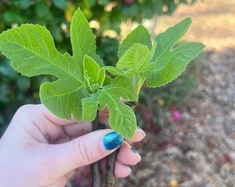 2 Fig Tree Cuttings - Celeste Variety