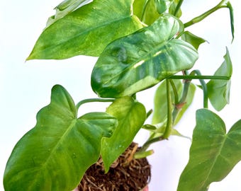Burle Marx Plant Cuttings / easy to grow / low maintenance/ beginner plant (Philodendron marxxi)