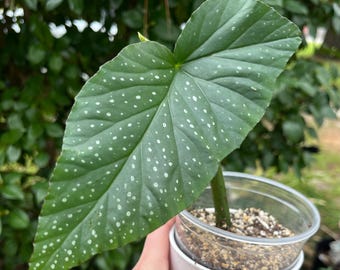Polka Dot Cane Begonia / easy to grow / beginner /  variegated