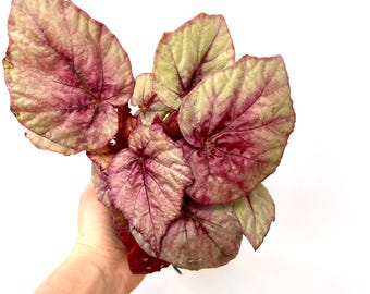 Rex Begonia “Touch of Pink” Variegated Cutting - Green/pink  (rex-cultorum) Bright light Plant