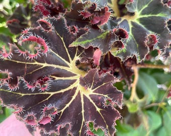 RARE Rex Begonia Black Mamba “Eyelash”Cuttings  Velvet Leaves  (rex-cultorum) Bright light Plant