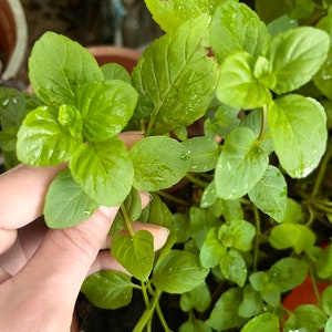 May include: A close-up of a potted plant with vibrant green leaves. The leaves are glossy and appear to be wet, possibly from recent watering.