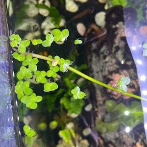 10 Duckweed Floating Pond Plants - Aquarium Floating Plants - Turtle Food  Grows easily / bright light / low light