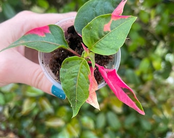 Party Time Alternanthera Starter Plant - Variegated pink/green - Bright light / perennial / tropical