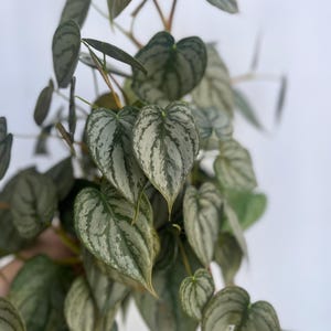 pothos ivy Explore Our Jade Pothos in Trellis