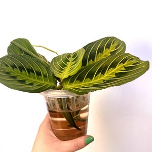 May include: A Maranta leuconeura plant, also known as a prayer plant, in a clear plastic cup. The leaves are a vibrant green with yellow and dark green patterns. The plant is held against a white background.