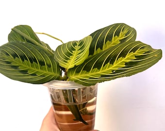 Maranta Lemon Lime Prayer Plant Cuttings / easy to grow/ beginner plant / low maintenance