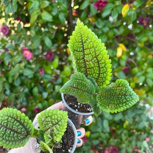 Moon Valley Pilea - Etsy