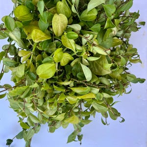 3 Peperomia Rooted Starter Vining/Trailing Plant Red/Green Variegated - RARE Variety LOW MAINTENANCE /Easy to Grow