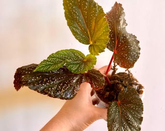 Polka Dot Begonia Maculatta "Benigo" Cutting - Variegated Cane Begonia