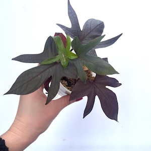 Purple Sweet Potato Vine Starter Plant - NOT Rooted -Trailing/Easy Care