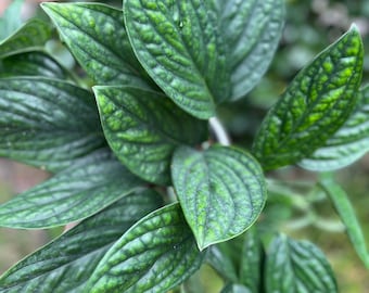 RARE VARIETY - “Peru Galaxy” Monstera / Green Galaxy Plant Cutting