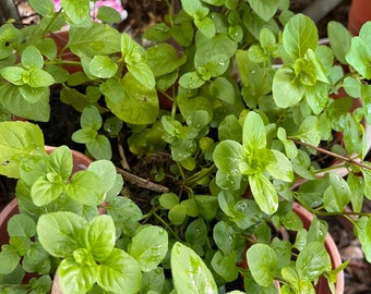 Spearmint Cuttings: Easy-to-Grow Herbal Tea Plant