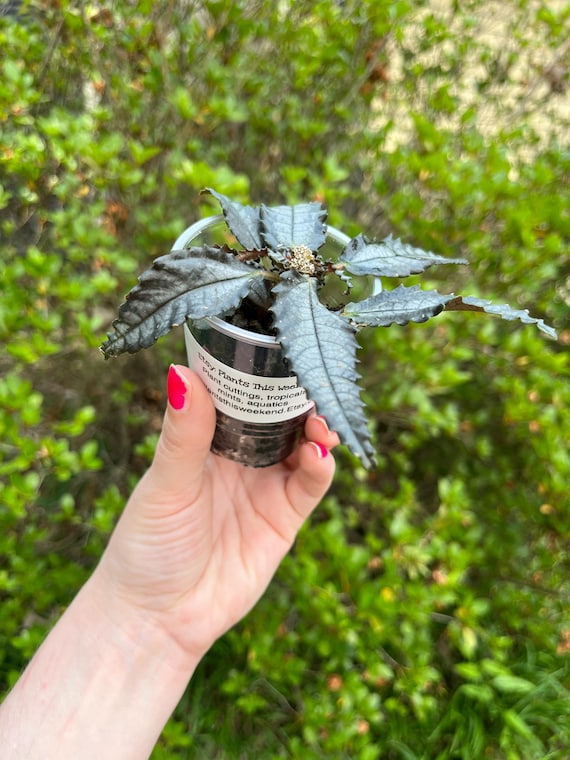 Dark Mystery Pilea Starter Plant- Easy to Grow / Beginner Plant