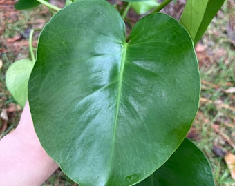Monstera Starter Rooted Plant / easy to grow / beginner plant / low maintenance