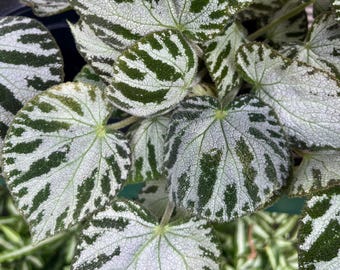 Rex Begonia ”Jewel Orchid” Variegated Cutting - Silver and Green (rex-cultorum) Bright light Plant