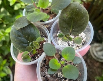 Purple Flower African Violet Starter Plants - indoor houseplant / easy to grow (Saintpaulia ionantha)