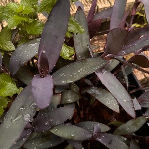 2 Purple Heart Wandering Jew - Plant Cuttings