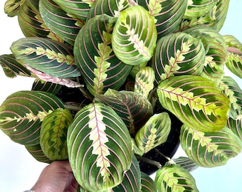 Maranta Red Vein Prayer Plant Cutting: Easy Grow Tropical Houseplant