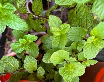 Rare Ginger Mint Cutting: Citrus Scented, Easy to Grow / teas / medicinals