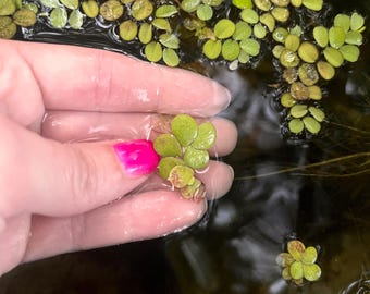 10 Floating Mixed - Duckweed and Salvinia Aquatic Plants