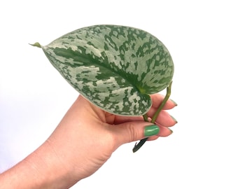 Scindapsus Exotica Silver Satin Pothos Variegated Cutting / RARE find / collector plant