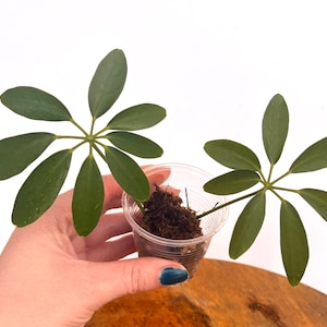 Schefflera Cuttings - Etsy