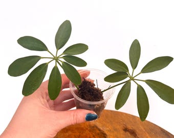 Umbrella Plant / Schefflera Arboricola Starter Plant Cutting / easy to grow / low maintenance