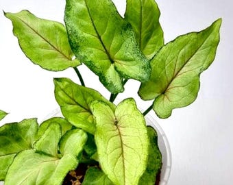 Yami Red Wine / Red Vein Syngonium Starter Plant (Syngonium erythrophyllum) easy to grow / beginner plant / low maintenance