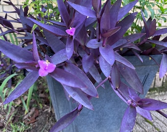 2 Purple Heart Wandering Jew - Plant Cuttings