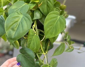 Lemon Lime Heartleaf Philodendron Hederaceum | LIVE House Plant | Nodes,  Unrooted & Rooted Cuttings for Propagation! - Etsy