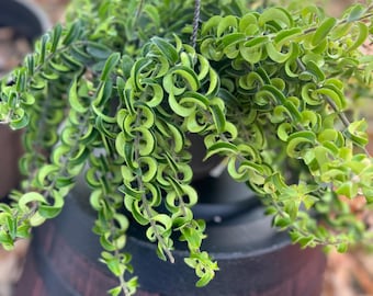 Twister Curly/Rasta Lipstick Rooted Starter Plant - RARE Variety (Aeschynanthus radicans) Trailing Vine